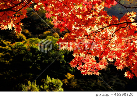 紅葉 蓼科高原 紅葉 蓼科高原 46590320