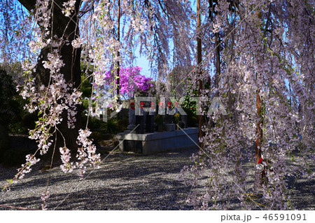 桜 桜 46591091