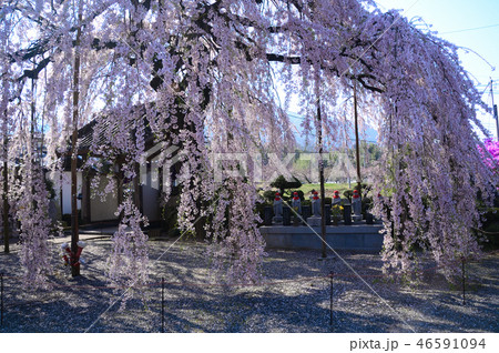 桜 桜 46591094
