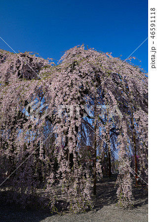 桜 46591118