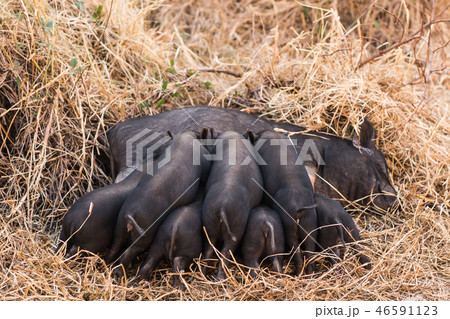 Little wild piglets suckling their mother on nature Little wild piglets suckling their mother on nature 46591123