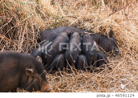 Newborn wild piglets suck the breasts of his mother 46591124