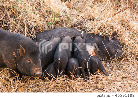 Little wild piglets suckling their mother on nature Little wild piglets suckling their mother on nature 46591188