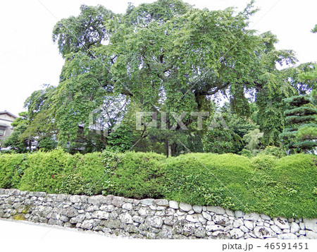 坂本 薬樹院 太閤桜 坂本 薬樹院 太閤桜 46591451