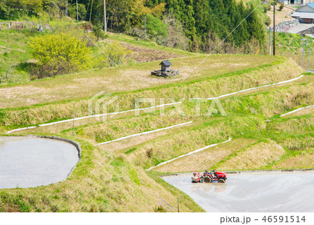 八畝の棚田 46591514