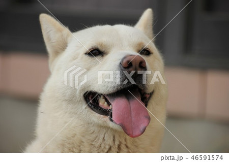 雪甲斐犬 雪甲斐犬 46591574