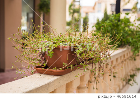 Green potted plants in beautiful pot outdoor 46591614