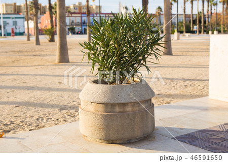 Green potted plants in beautiful pot outdoor 46591650