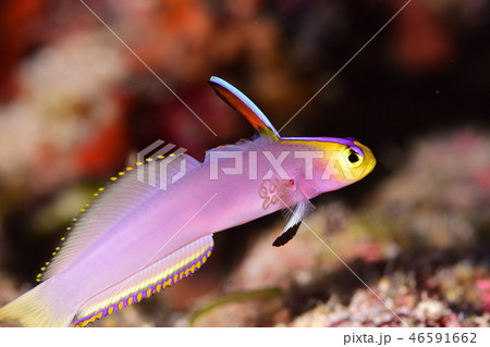 寄生虫に侵された魚の写真素材