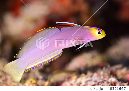 寄生虫に侵された魚の写真素材