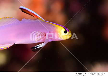 寄生虫に侵された魚 46591673