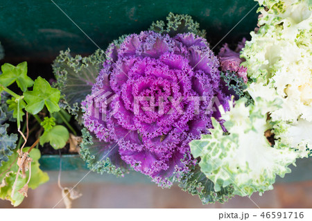 Green potted plants in beautiful pot outdoor Green potted plants in beautiful pot outdoor 46591716