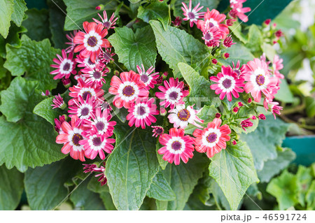 Green potted plants in beautiful pot outdoor 46591724