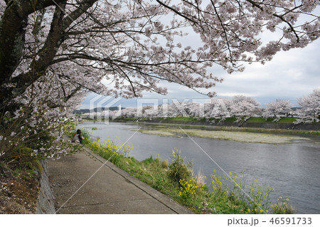井原堤のソメイヨシノ 46591733
