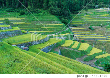 秋の泉谷の棚田 46591850