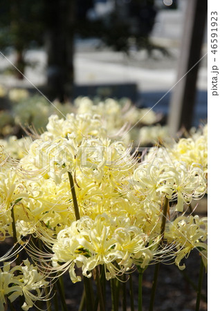 白い彼岸花 白い彼岸花 46591923