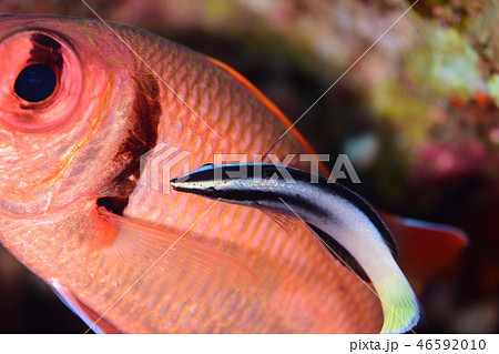 海水魚のクリーニングシーン 46592010