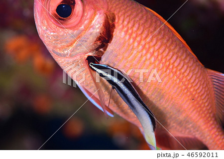 海水魚のクリーニングシーン 46592011