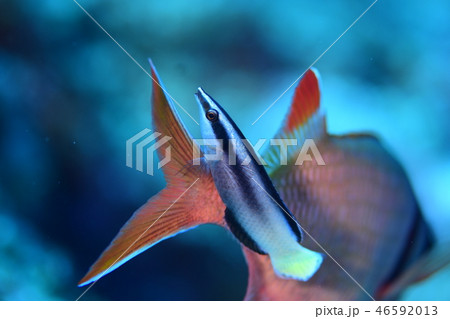 海水魚のクリーニングシーン 海水魚のクリーニングシーン 46592013