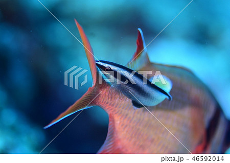 海水魚のクリーニングシーン 46592014