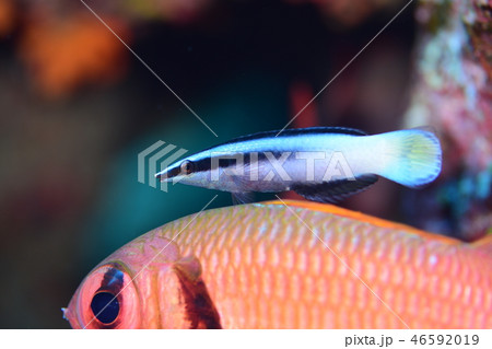 海水魚のクリーニングシーン 46592019