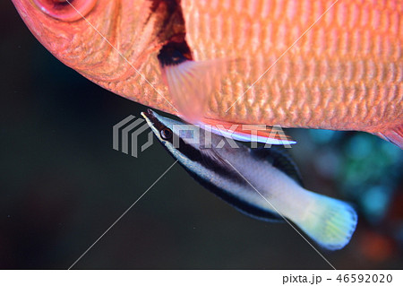 海水魚のクリーニングシーン 46592020
