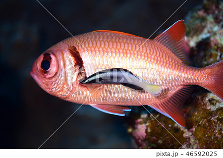 海水魚のクリーニングシーン 海水魚のクリーニングシーン 46592025