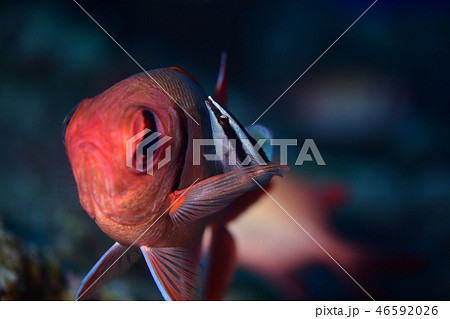 海水魚のクリーニングシーン 46592026