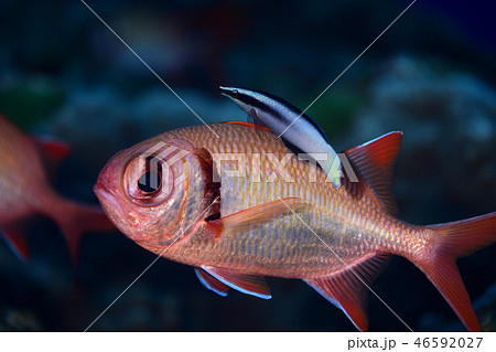 海水魚のクリーニングシーン 46592027