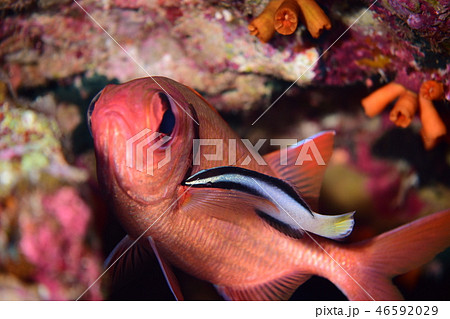 海水魚のクリーニングシーン 46592029