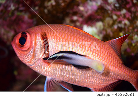 海水魚のクリーニングシーン 46592031