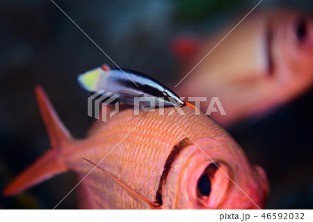 海水魚のクリーニングシーン 46592032