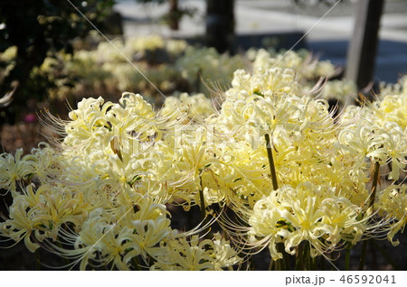 白い彼岸花 白い彼岸花 46592041