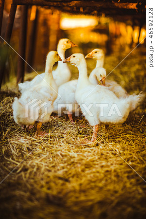 Five young goose together sit in the grass 46592128