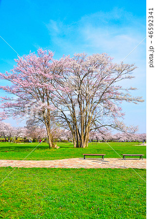 桜景　北上展勝地 46592341