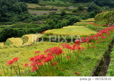 つづら棚田と彼岸花 46592810