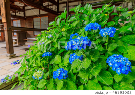 京都 藤森神社 境内 紫陽花 京都 藤森神社 境内 紫陽花 46593032