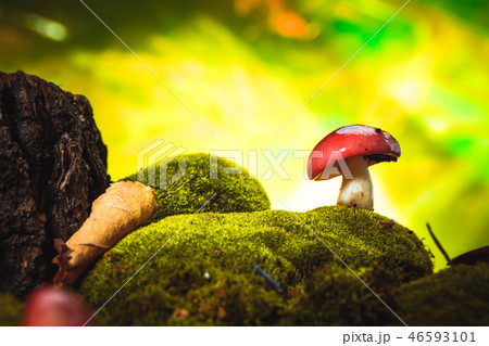fresh mushroom russula white stalk grows on moss fresh mushroom russula white stalk grows on moss 46593101