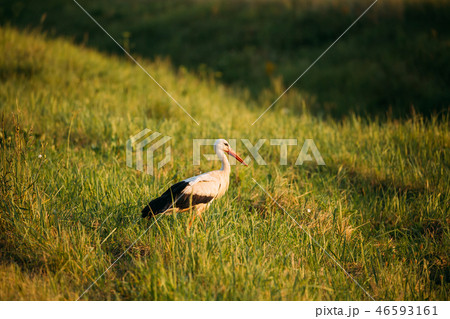 Belarus. European White Stork Standing In Green Summer Grass. Wi 46593161