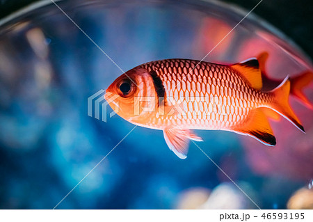 Pinecone Soldierfish Fish Myripristis Murdjan With Big Eyes Swim 46593195