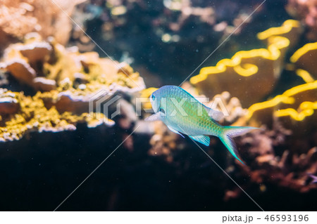 Chromis Viridis Or Green Chromis Is Species Of Damselfish Swimmi Chromis Viridis Or Green Chromis Is Species Of Damselfish Swimmi 46593196