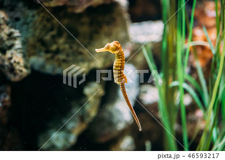 Long-snouted Seahorse Hippocampus Guttulatus Swimming In Aquariu Long-snouted Seahorse Hippocampus Guttulatus Swimming In Aquariu 46593217