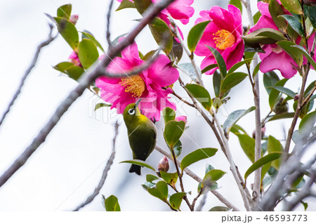 メジロ吸蜜 46593773