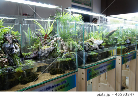 Aqua scape and terrarium small glass aquarium Aqua scape and terrarium small glass aquarium 46593847