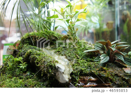 Aqua scape and terrarium  small glass aquarium 46593853