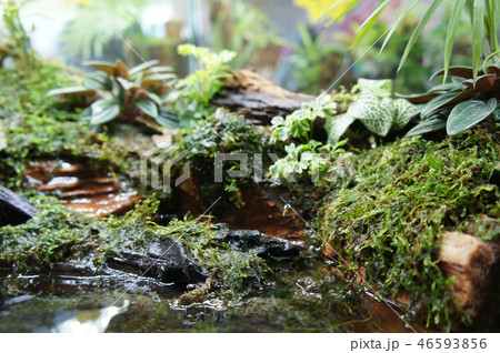 Aqua scape and terrarium small glass aquarium Aqua scape and terrarium small glass aquarium 46593856