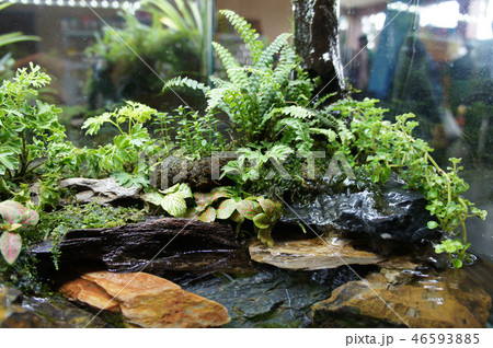Aqua scape and terrarium  small glass aquarium 46593885