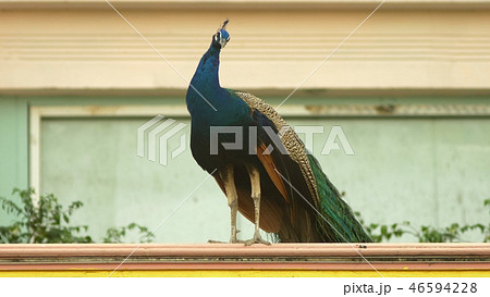 Peacocks walking on the walls of the Eastern Palace. Peacocks walking on the walls of the Eastern Palace. 46594228