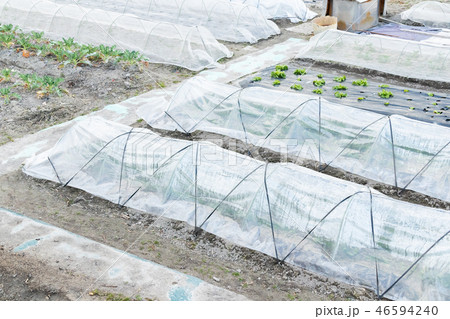 農家　ビニールハウス　冬の畑 46594240