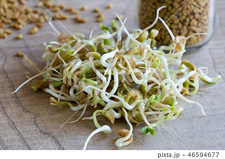 Sprouted fenugreek, with dry fenugreek seeds 46594677